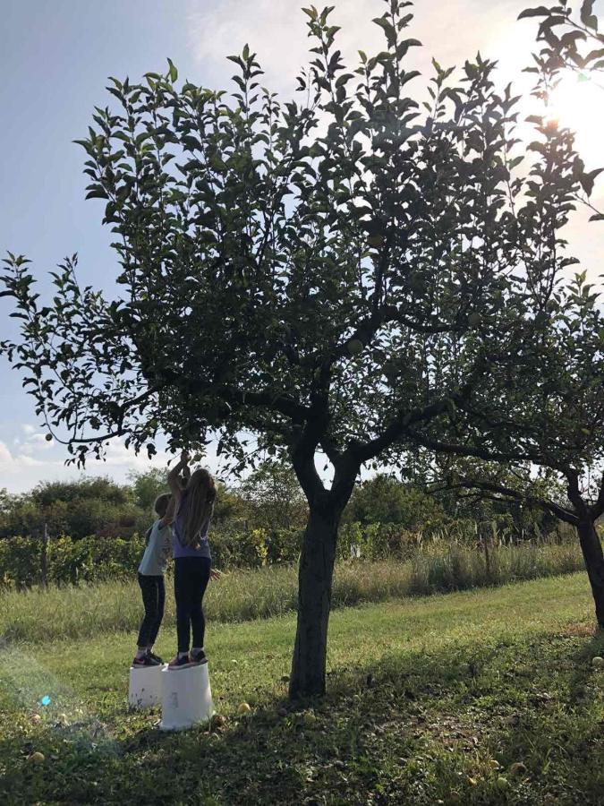Baranja Black Hill'S Gajic ภายนอก รูปภาพ